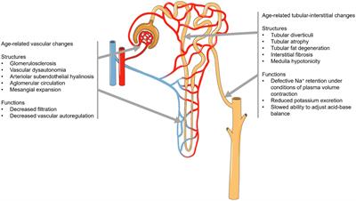 Biomarkers of chronic kidney disease in older individuals: navigating complexity in diagnosis